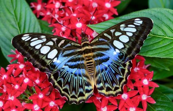 Blue Clipper Butterfly